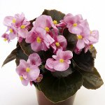 Begonia a magokból