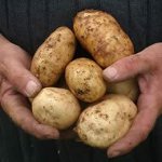 A burgonya betegségei A burgonya betegségei