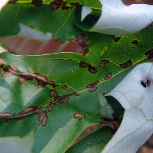 Leaf foltosodás