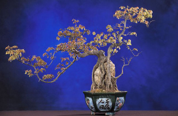 bonsai