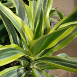 Mi van, ha a dracaena kiszárad vagy sárga? 