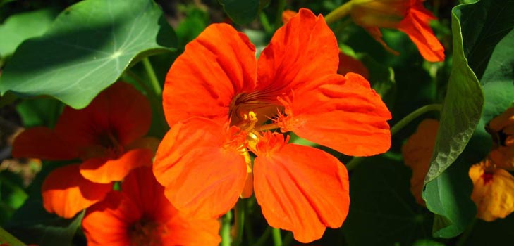 Virág Nasturtium: hogyan kell a magokból nőni, hogyan kell törődni, gyönyörű fotók