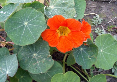 Virág Nasturtium
