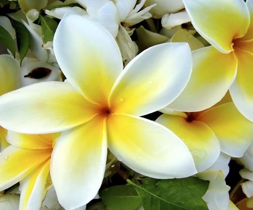 Virág Plumeria - a mágikus illat az otthonában