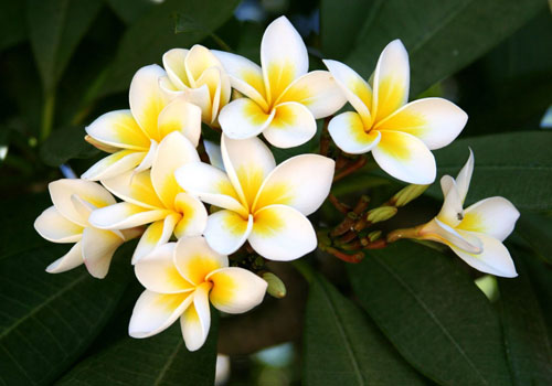 Virág Plumeria - a mágikus illat az otthonában