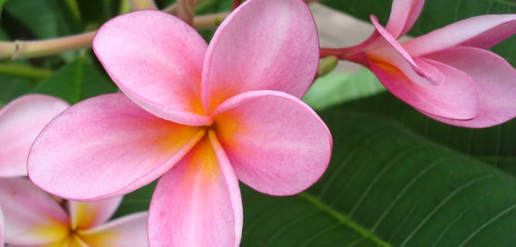 Virág Plumeria - a mágikus illat az otthonában