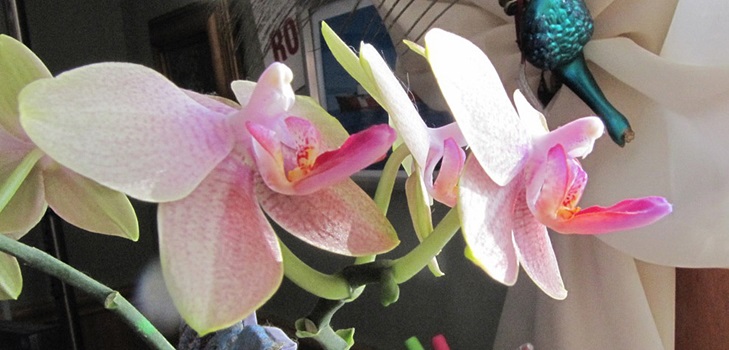 Phalaenopsis virágzás