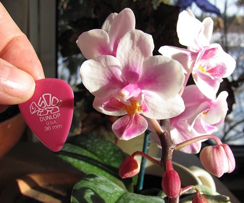 Phalaenopsis virágzás
