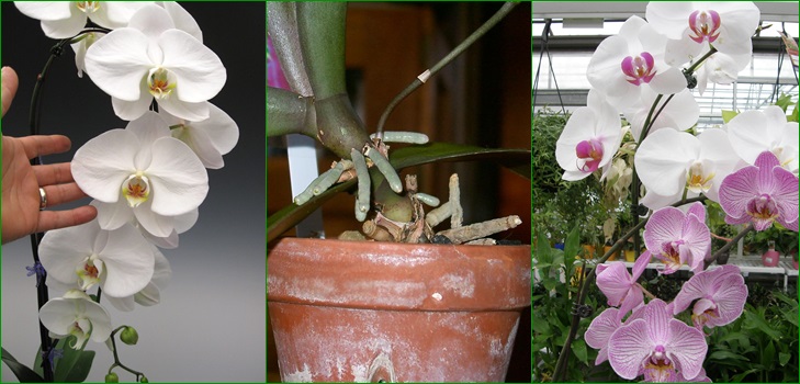 Phalaenopsis: gyermekek reprodukálása