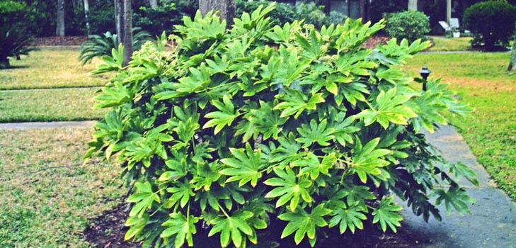 a fatsia otthoni gondozása
