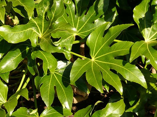 Különböző típusú fatsia