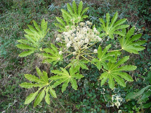 fatsia kényelmes hőmérsékleti körülmények között