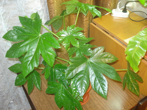 fatsia a nyugati ablakban