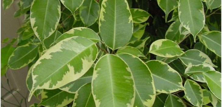 szoba ficus