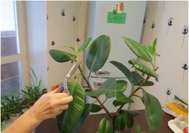ficus vágás