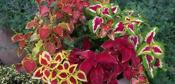 Fittonia: gondoskodás