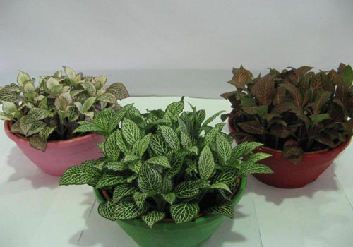 Fittonia: gondoskodás