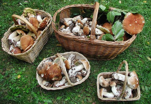 Hol és mikor gyűjti a gombákat a moszkvai régióban