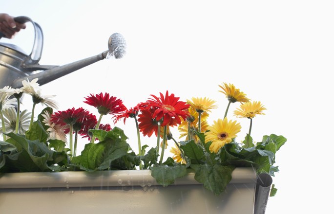 Gerbera a potban Gerbera a potban