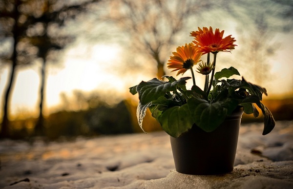 Gerbera a potban Gerbera a potban