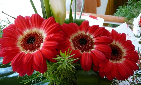 Gerbera a potban Gerbera a potban