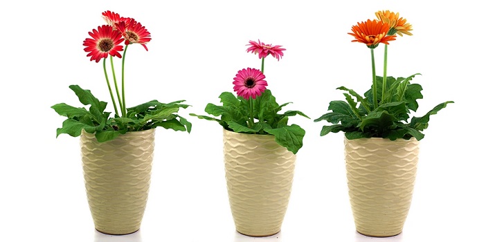 Gerbera a potban Gerbera a potban