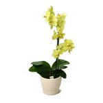 Talaj orchideákhoz Talaj orchideákhoz