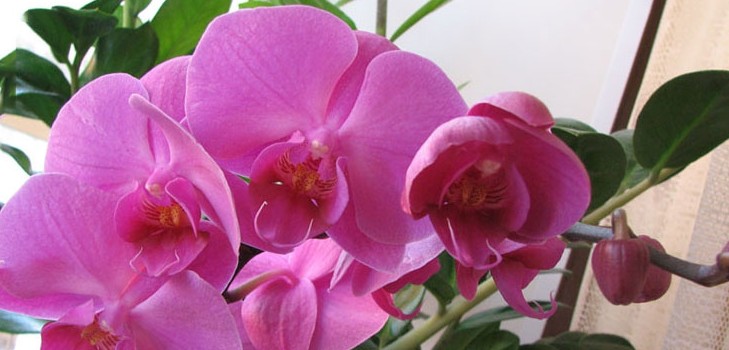Hogyan vizzünk egy orchideát? Hogyan vizzünk egy orchideát?