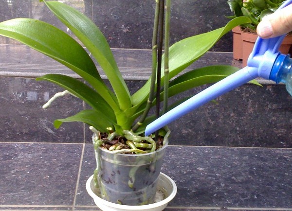 Hogyan vizzünk egy orchideát? Hogyan vizzünk egy orchideát?
