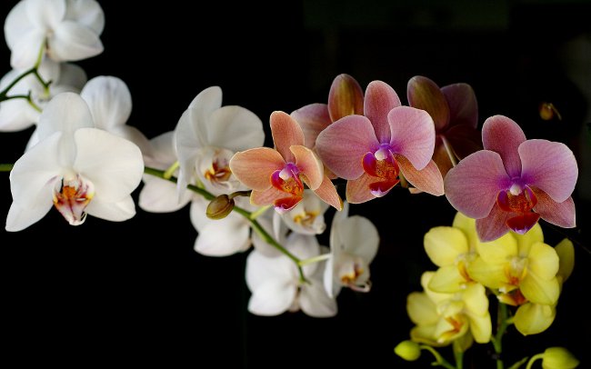 Hogyan vizzünk egy orchideát? Hogyan vizzünk egy orchideát?