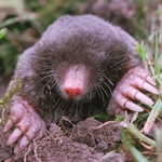 Hogyan lehet megszabadulni a moles az elővárosi területen