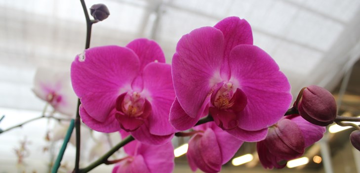 Hogyan kell átültetni egy orchideát