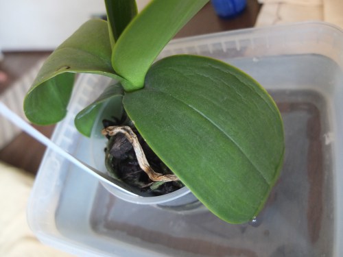 Hogyan kell átültetni egy orchideát