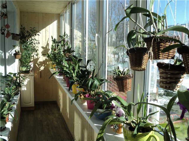 Hogyan kell átültetni egy orchideát