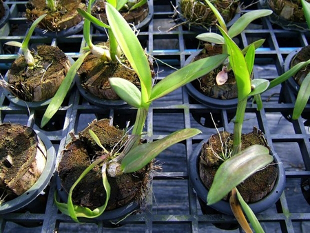 Hogyan kell átültetni egy orchideát