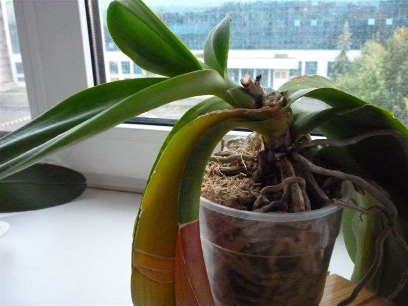 Hogyan kell átültetni egy orchideát