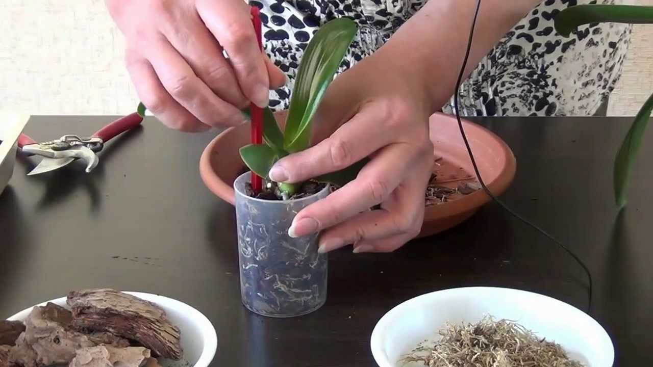 Hogyan kell átültetni egy orchideát
