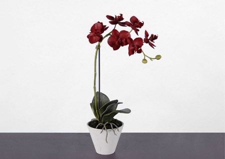 Hogyan kell átültetni egy orchideát