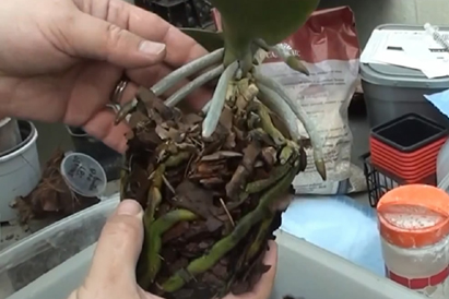 Hogyan kell átültetni egy orchideát