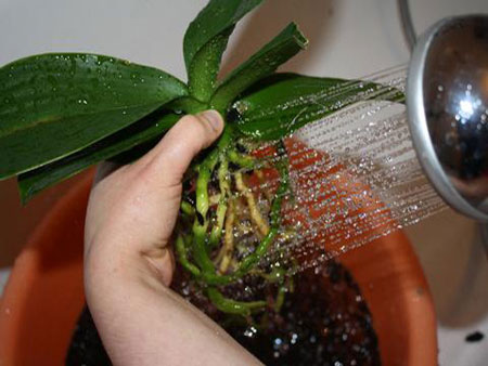 Hogyan kell átültetni egy orchideát