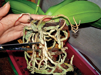 Hogyan kell átültetni egy orchideát