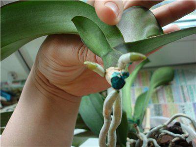 Hogyan kell átültetni egy orchideát