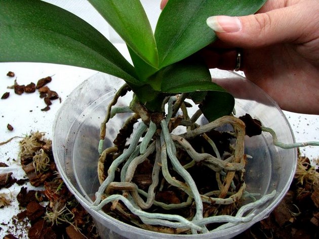 Hogyan kell átültetni egy orchideát
