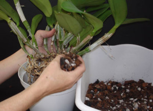 Hogyan kell átültetni egy orchideát