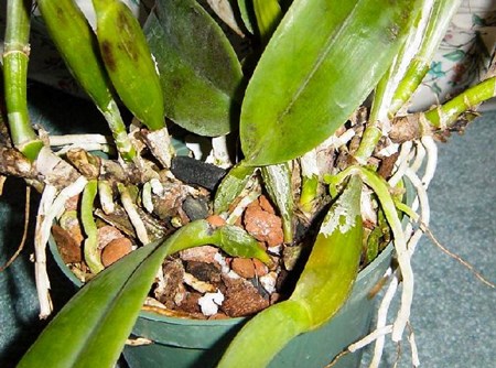 Hogyan lehet propagálni egy orchidea: dugványok