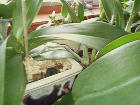 Hogyan lehet propagálni egy orchidea: babák