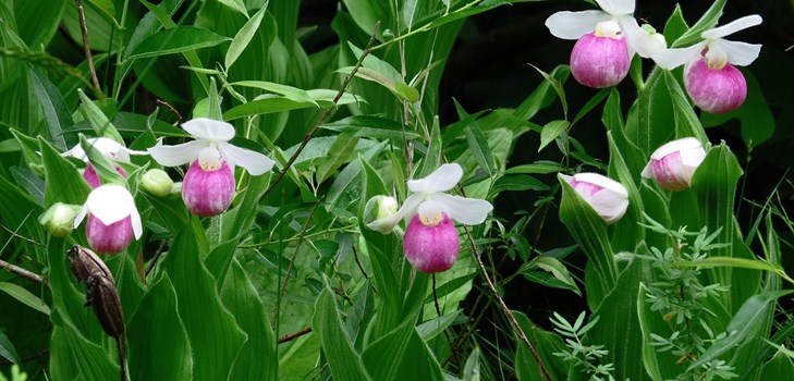 Hogyan lehet propagálni egy orchidea Hogyan lehet propagálni egy orchidea