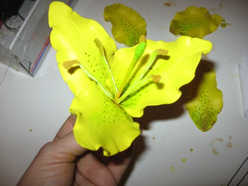 Lily habosított