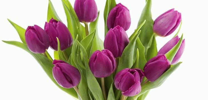 Tulipánok az otthonban Tulipánok az otthonban