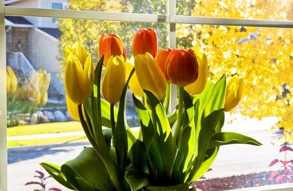 Tulipánok az otthonban Tulipánok az otthonban